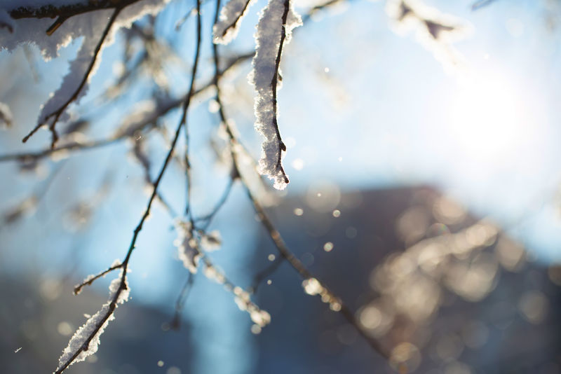 树枝上的冬雪