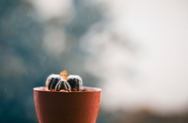 雨天背景模糊的露台上的仙人掌
