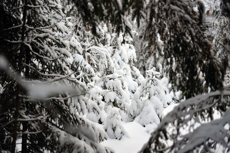 雪林中的小云杉