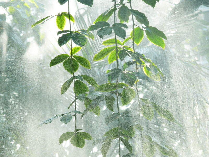 亚马孙雨林