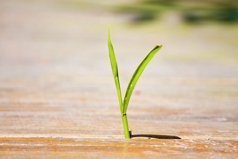 坚韧植物