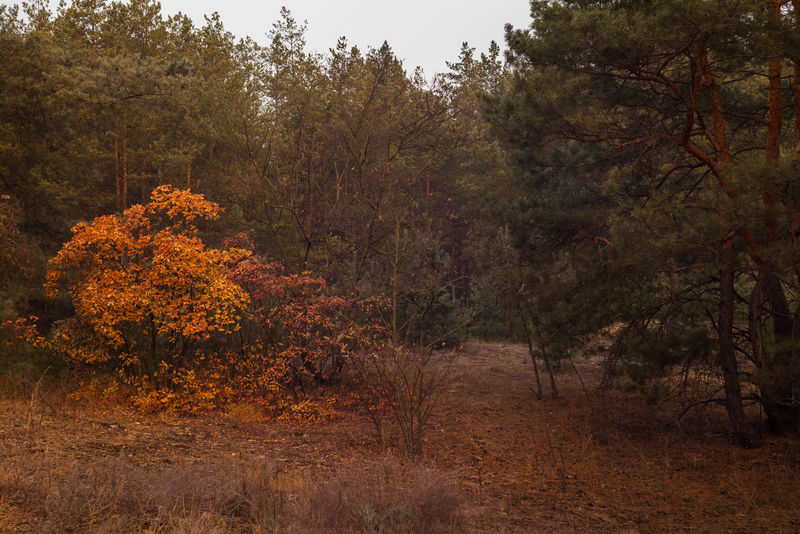 森林里的秋天日落
