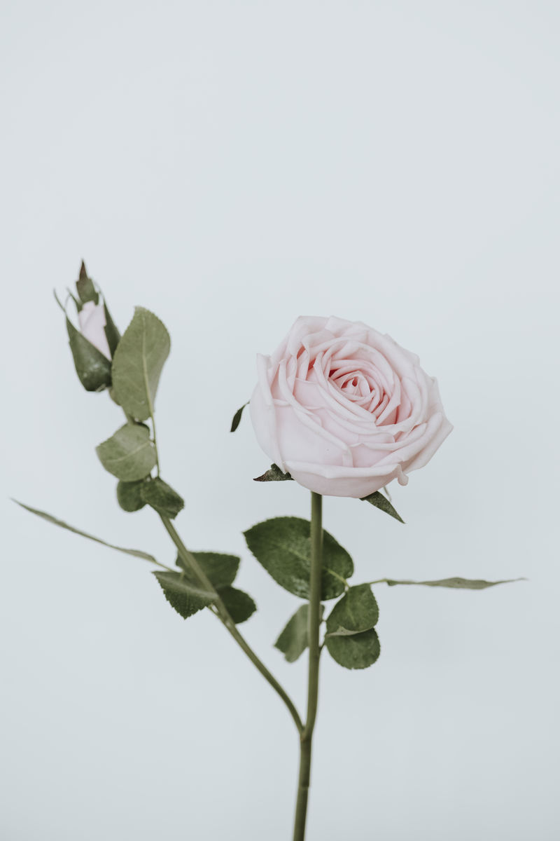 白底浅粉色玫瑰花