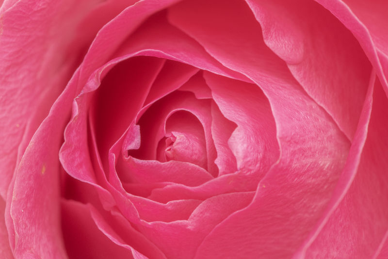 充满活力的粉红色玫瑰花瓣宏观摄影