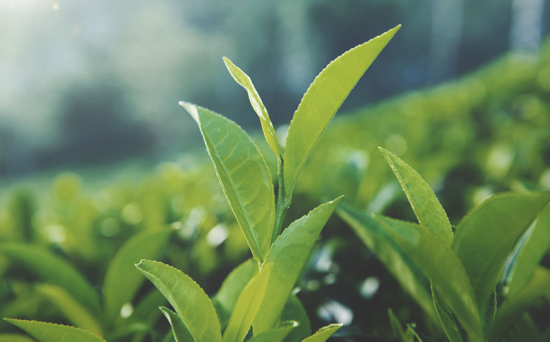 斯里兰卡的绿茶叶