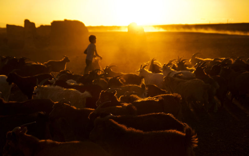 蒙古一个哈萨克男孩正在放牧他的山羊挤奶戈壁