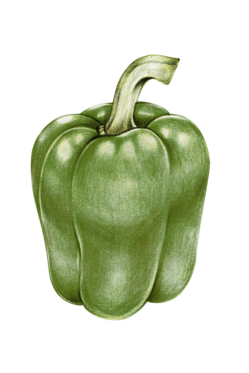 青椒png蔬菜素描插图