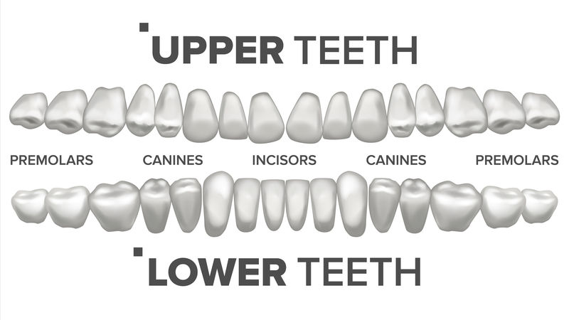 三维齿集矢量。人类的牙齿。牙齿健康。口腔牙科学。三维洁白牙齿模型。逼真的独立插图