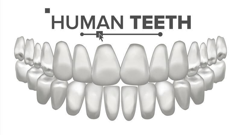 牙口解剖载体。人类的牙齿。健康洁白的牙齿。牙科医学概念。三维真实独立插图