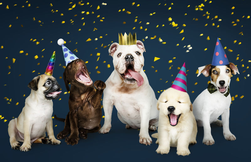 一群小狗在庆祝新年