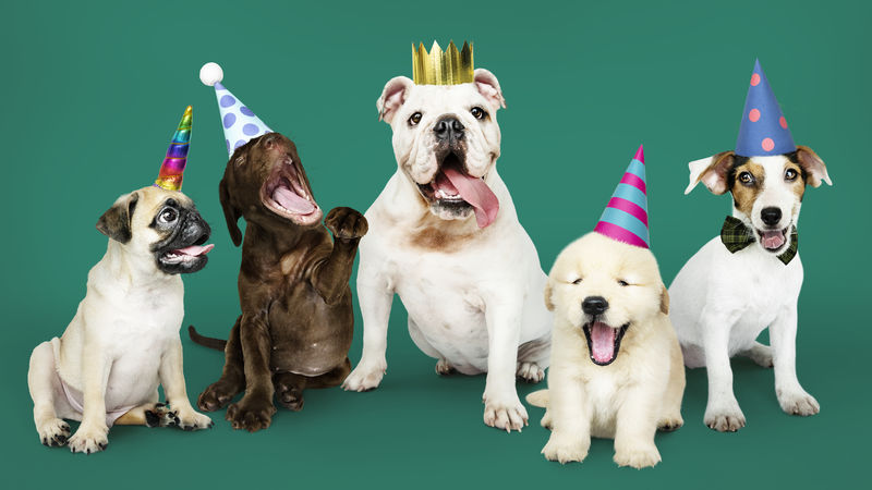一群小狗在庆祝新年