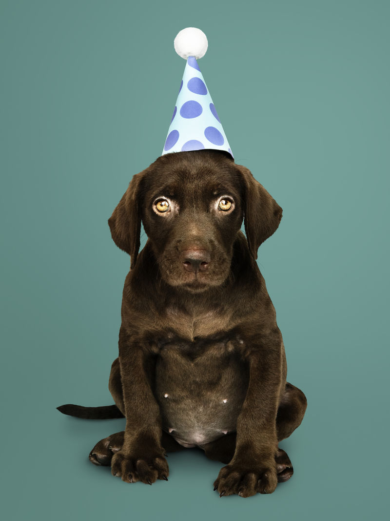 可爱的拉布拉多猎犬戴着派对帽