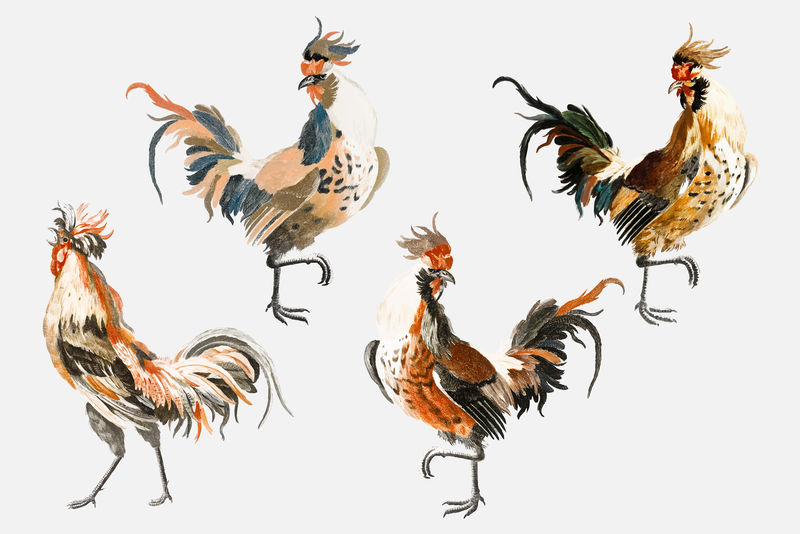 复古鸡矢量鸟手绘插图集