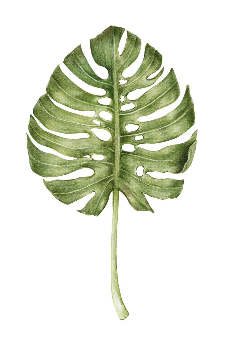 Vintage monstera leaf png手绘插画贴纸