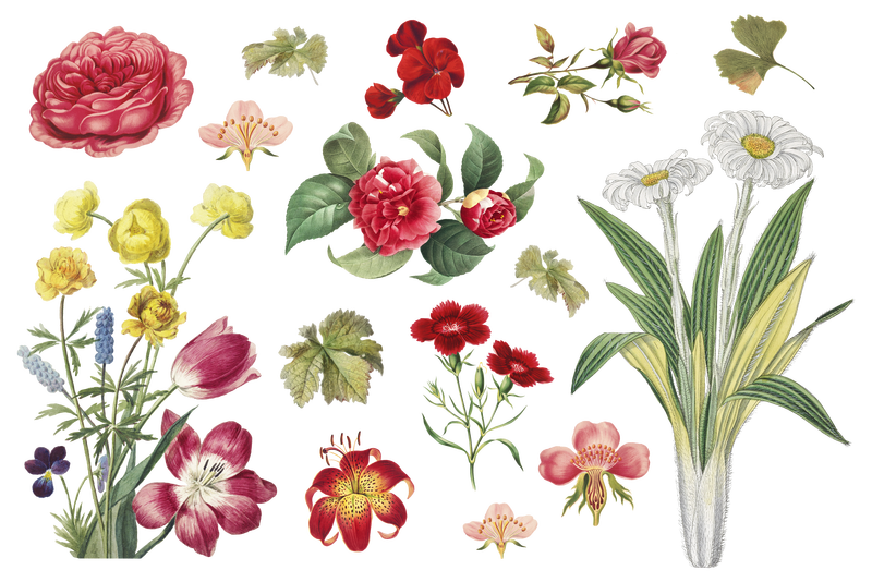 复古花卉植物png插画套装