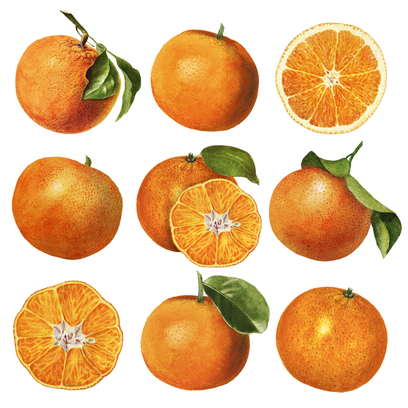 手绘天然鲜橙插画