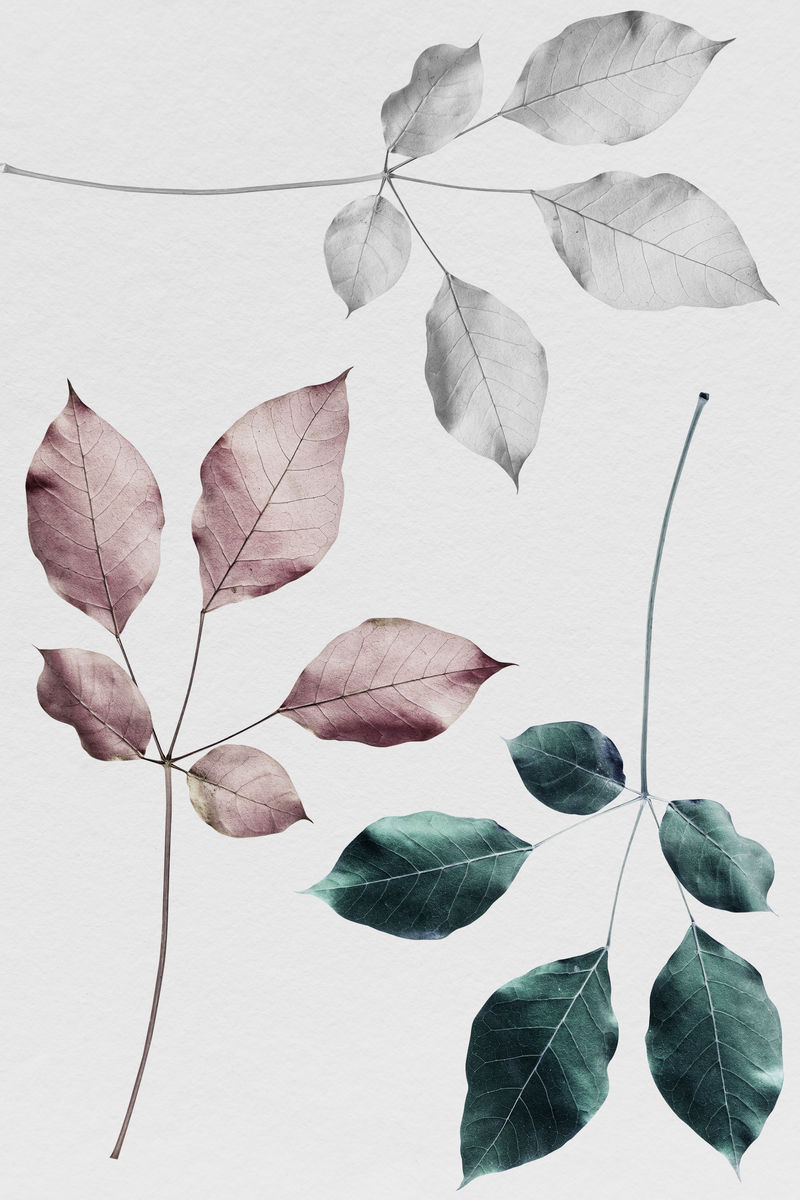 带有绿色和银色叶子的玫瑰粉色叶子的分枝图案背景插图
