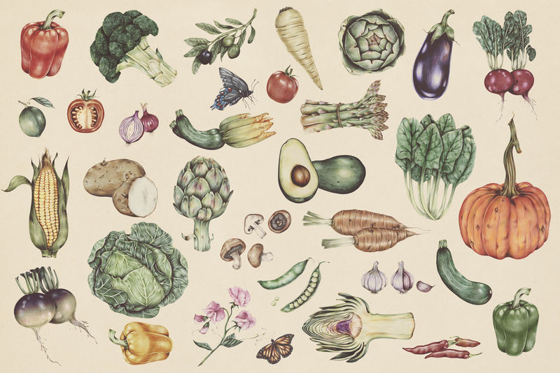 手绘蔬菜图案插图