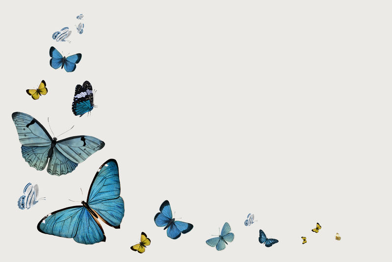 复古蓝蝴蝶与复制空间
