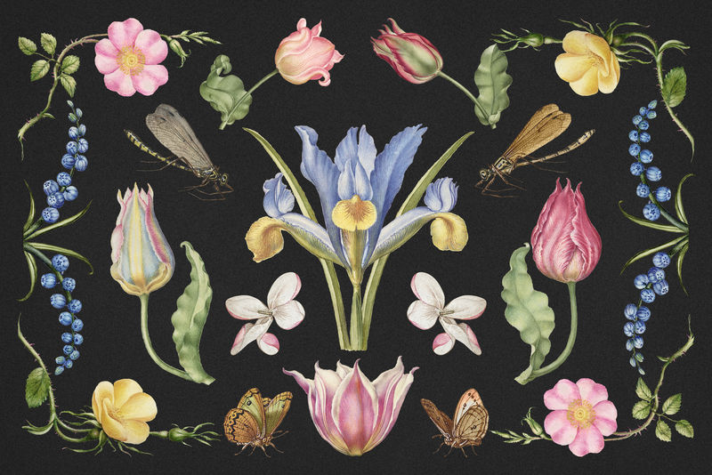 手绘花卉插画集从书法模型书乔里斯霍夫纳格尔和乔治博茨凯混音