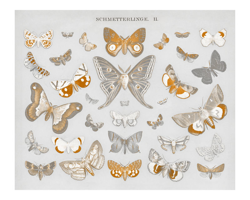 复古蝴蝶和飞蛾插画墙壁艺术印刷品和海报