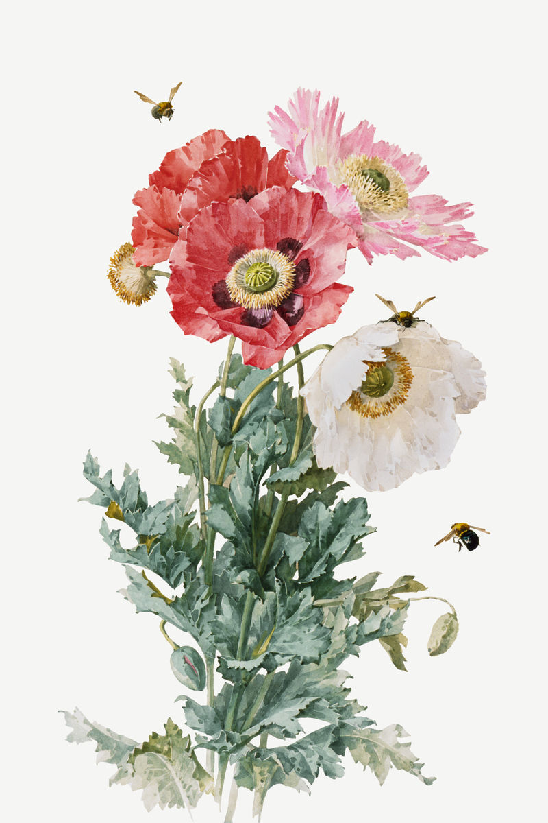 古董罂粟花插图psd由Paul de Longpr的艺术作品混合而成\u0026eacute；