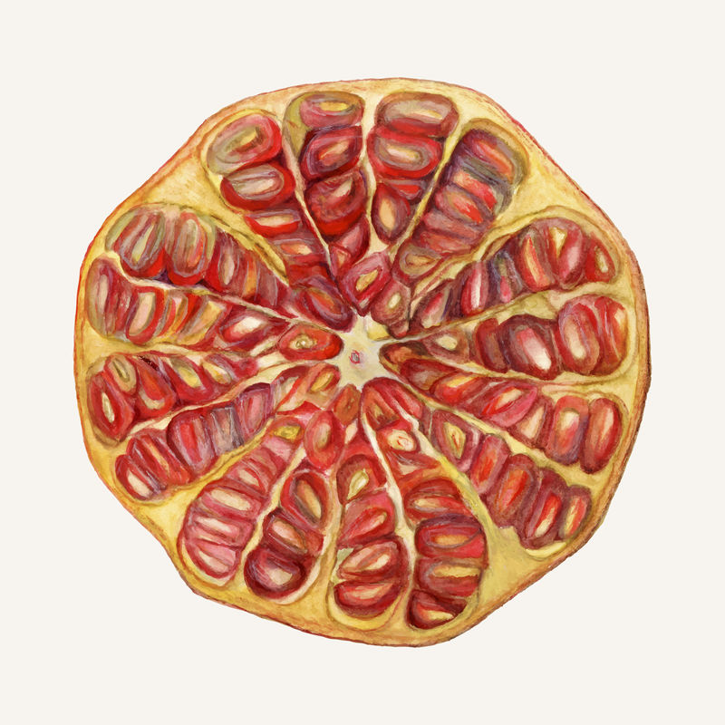 陈年石榴插图矢量