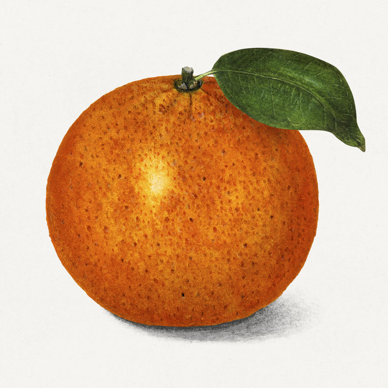 复古橙色插图模型