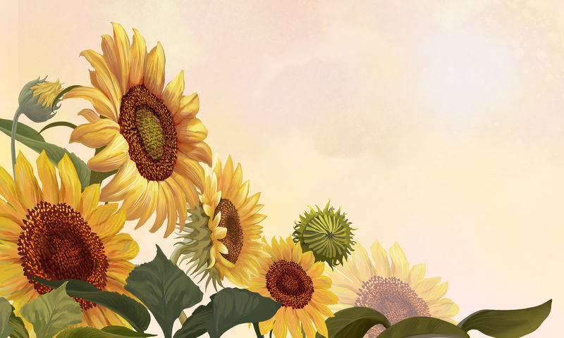黄色背景插图上的手绘向日葵