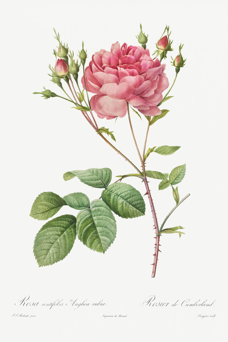 红蔷薇插画海报模型