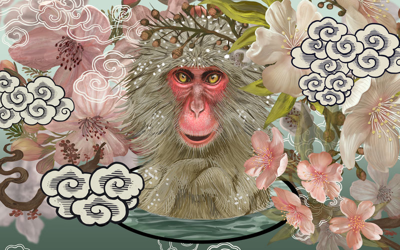 樱花中的日本猕猴