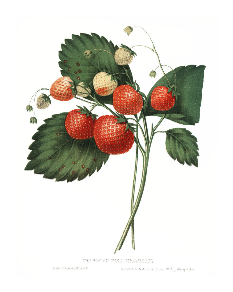 查尔斯霍维的波士顿松草莓葡萄酒插图