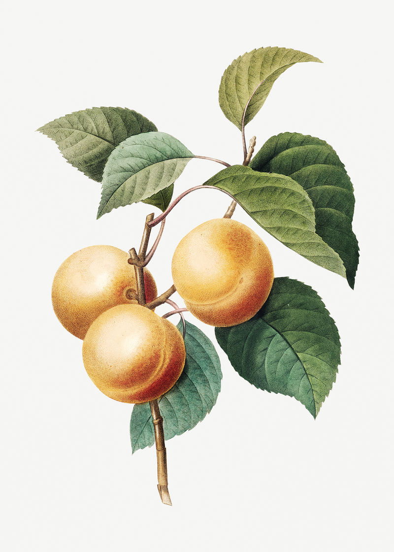 植物插图上的桃子从皮埃尔·约瑟夫·雷多特的作品中重新混合而成\u0026eacute；