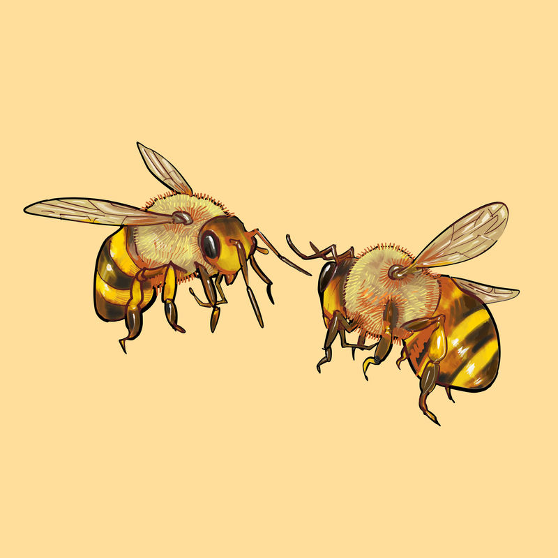 两只可爱的蜜蜂的插图