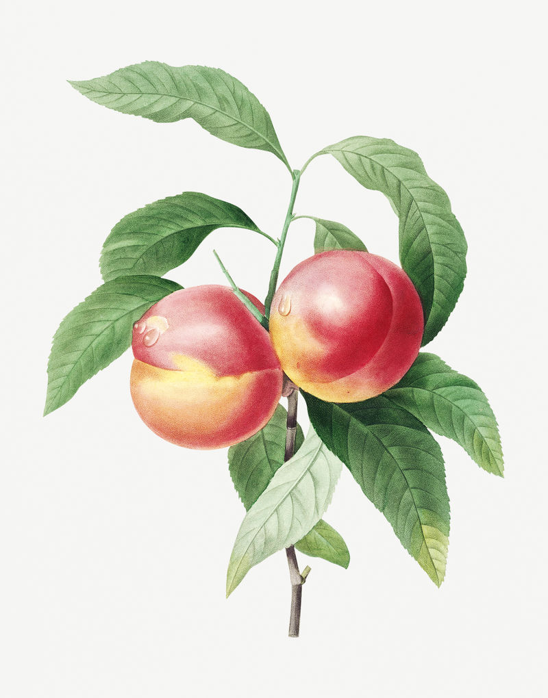 植物插图上的桃子从皮埃尔·约瑟夫·雷多特的作品中重新混合而成\u0026eacute；