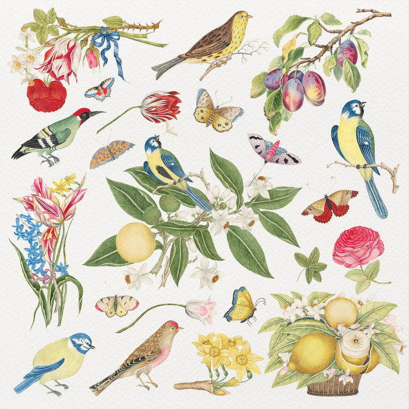 古老的鸟和花psd插图从18世纪的艺术作品从史密森档案混合