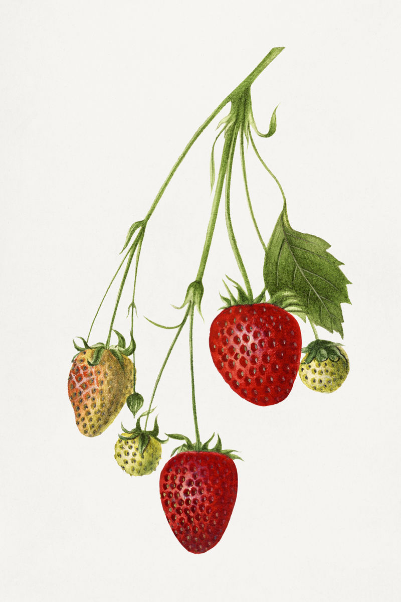 草莓插画模型的复古分支
