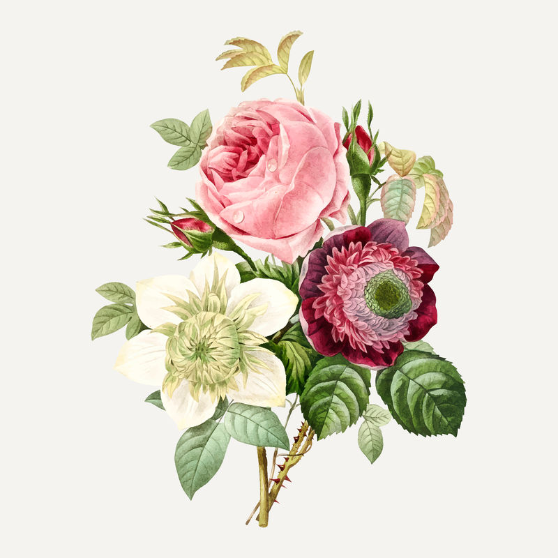 银莲花和卷心菜玫瑰载体由皮埃尔·约瑟夫·雷多特（Pierre Joseph Redout）的艺术作品混合而成\u0026eacute；