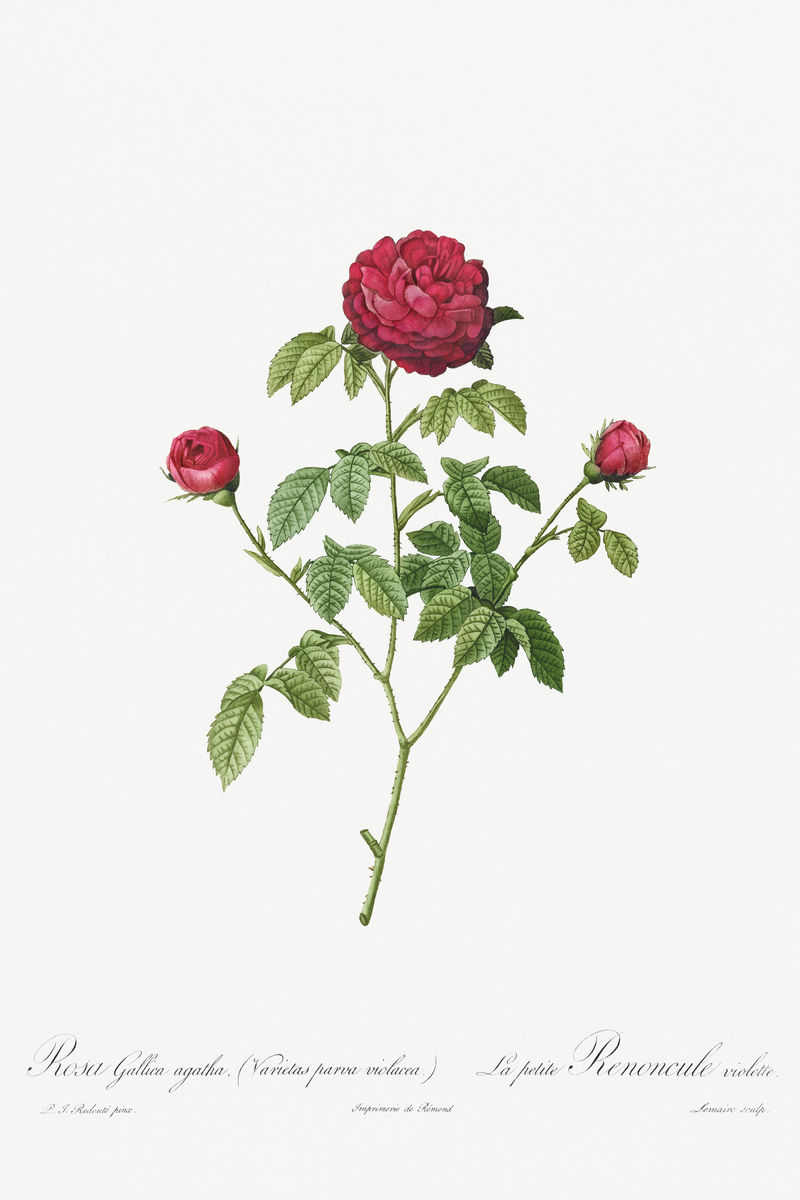 普罗旺斯或法国玫瑰插画海报模型