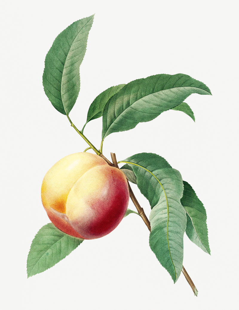树枝上的桃子果实psd植物插图由Pierre Joseph Redout的艺术作品混合而成\u0026eacute；