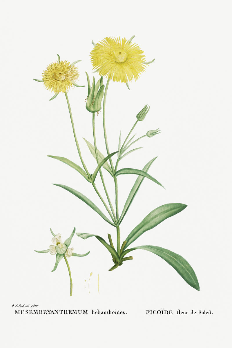 手绘向日葵（抹刀；叶无花果万寿菊）插图