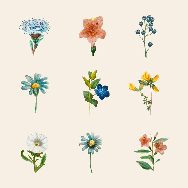 手绘花卉矢量集复古植物插图
