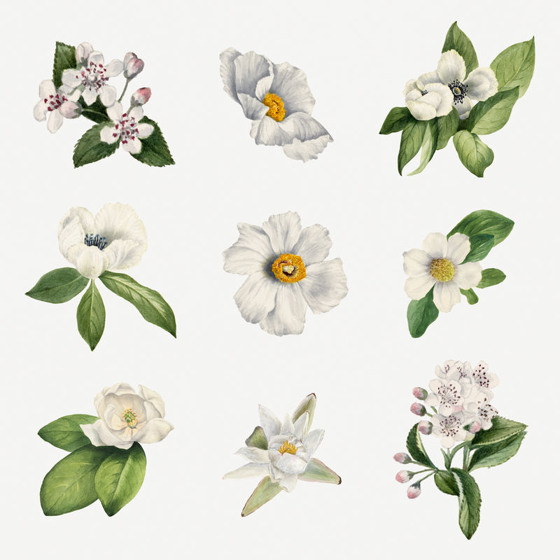 白花植物插画套装