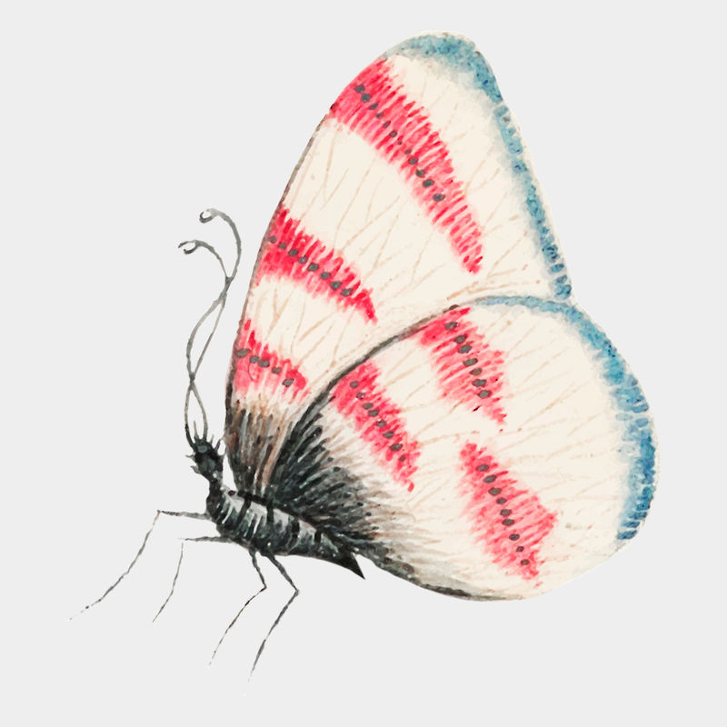 复古蝴蝶水彩插图矢量从18世纪的艺术作品从史密森档案混合