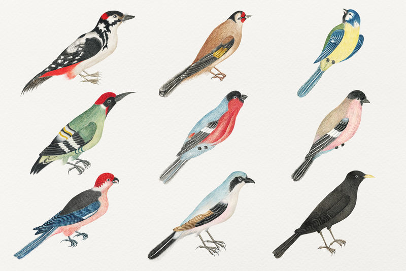复古psd鸟水彩集从18世纪的艺术作品从史密森档案混合