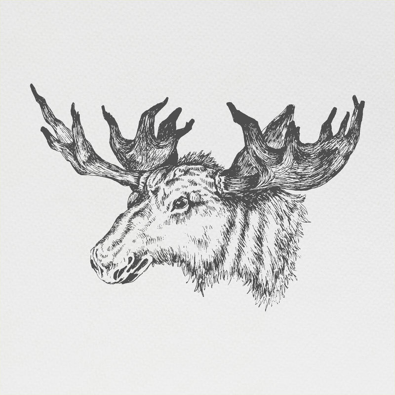 手绘驼鹿头插图