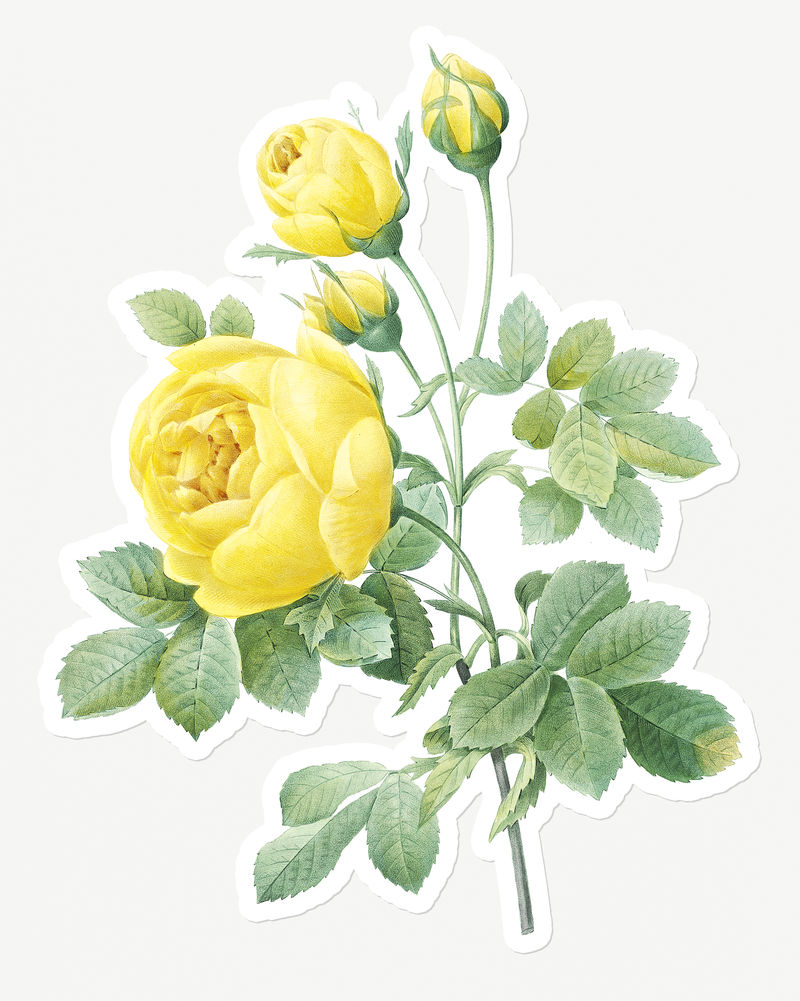 黄色玫瑰花贴纸覆盖设计元素