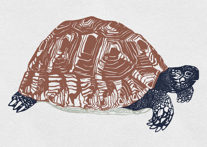 复古动物龟psd彩色模板图案