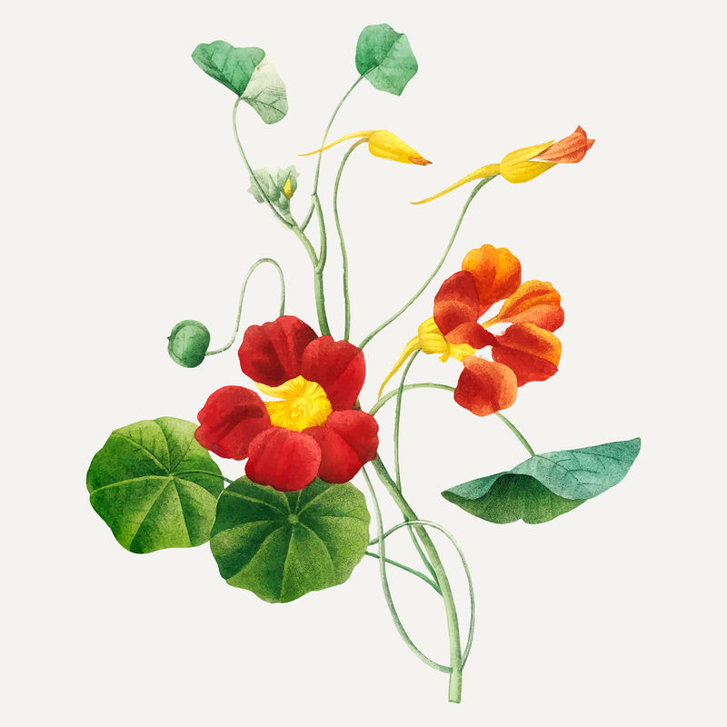 Monk\u0026#s cress花卉植物载体由Pierre Joseph Redout的艺术作品混合而成\u0026eacute；