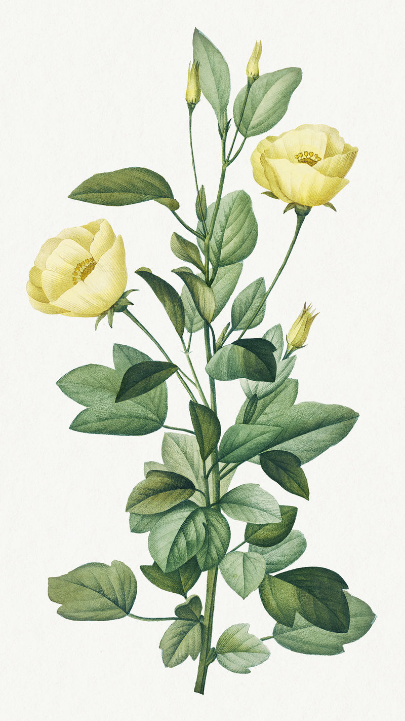 Reduta Heterophylla flower psd复古植物艺术印刷品由Pierre Joseph Redout的艺术作品混合而成\u0026eacute；